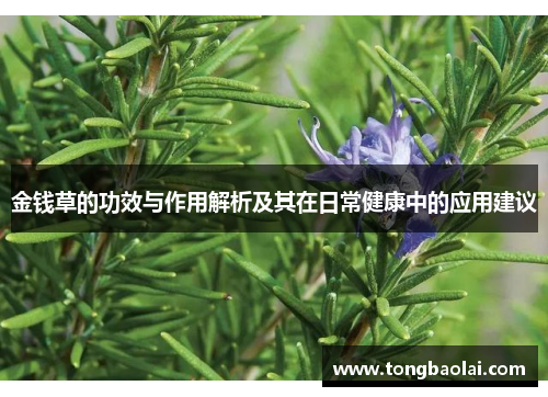 金钱草的功效与作用解析及其在日常健康中的应用建议