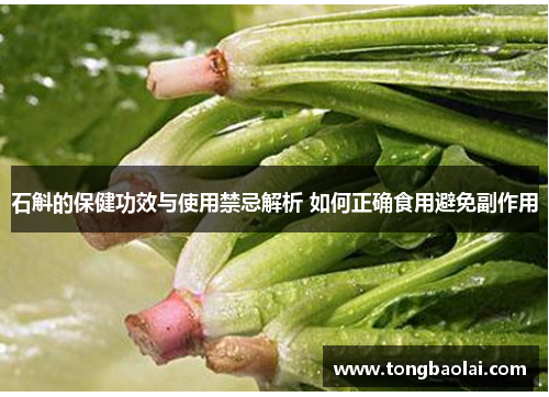 石斛的保健功效与使用禁忌解析 如何正确食用避免副作用